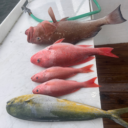 Red snapper, red grouper, and mahi mahi from South Florida!