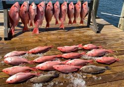 16 grey snapper fish caught while fishing in FL