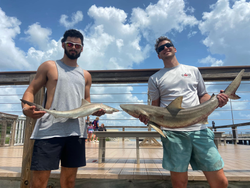 Two bonnethead sharks, 25 inches each, caught while fishing in Port Orange
