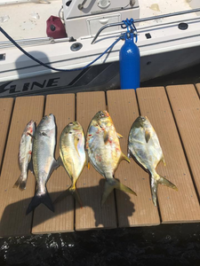 Five permit, blue runner, and bluefish in Port Orange, Florida