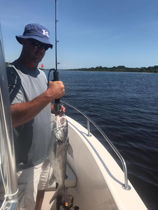 Hardhead Sea Catfish caught while fishing in FL