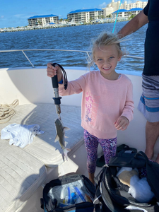 Hardhead Sea Catfish caught while fishing in Port Orange