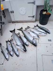 5 bluefish and chinook salmon in kenosha