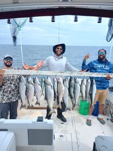 7 vibrant fish including bluefish, pink salmon, coho salmon, and chinook salmon caught in Kenosha