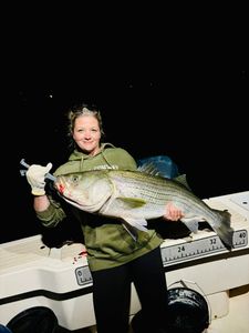 Striped bass caught at Wells Harbor