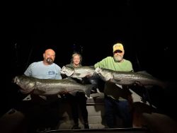 Two striped bass caught at Wells Harbor