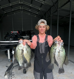 Four crappie fish caught in Sebring, Florida during a fishing trip