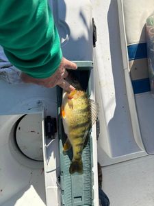 Fish-Species