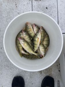 3 fishing catches in Oak Harbor
