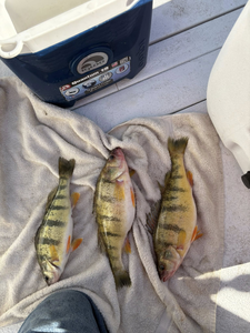 Three fish caught in OH river