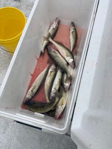 4 pike-perch and walleye fish caught in Oak Harbor