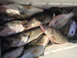 Six squeteague fish caught in OH