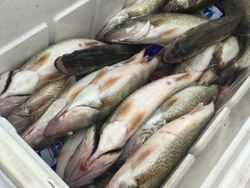 Three fish caught while fishing in OH