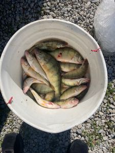 3 fishing rods with 15-inch fish caught in Oak Harbor