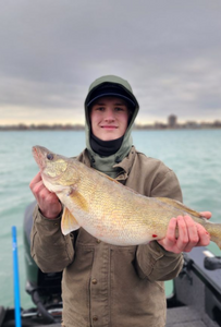 A fisherman holding a large European seabass in Detroit