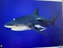 Blacktip shark cruising the waters of West Palm Beach - the best fishing spots always have apex predators nearby!