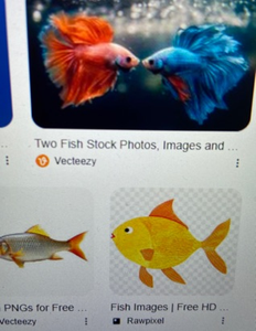 Blasted today with these beautiful goldfish showing off their vibrant colors underwater!