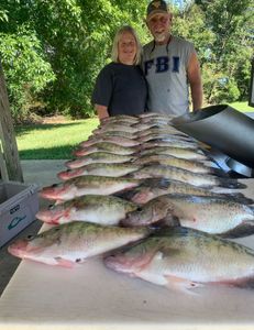 Fish-Species