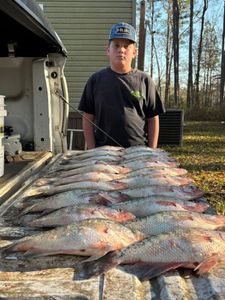 A blue tilapia fish being caught by a person in Batesville