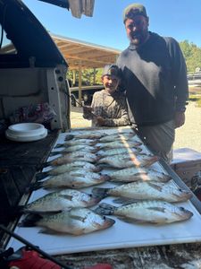3 blue tilapia fish caught in MS