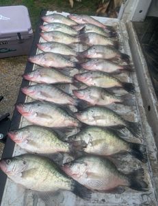 Fish-Species