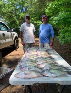 Fish-Species