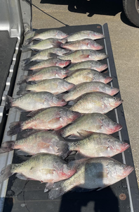 Photo of 15 white crappie fish in MS