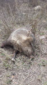 One hunted fish in Waddell