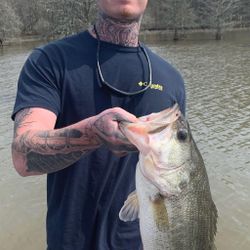 Largemouth bass caught in North Myrtle Beach