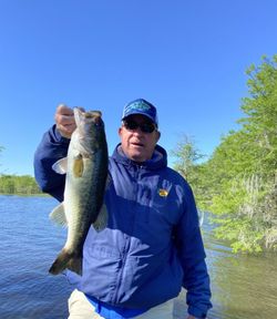 Largemouth Bass caught in North Myrtle Beach