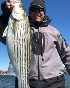 Striped bass caught fishing in SC