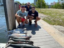 bag full of kingfish caught in Pompano Beach.