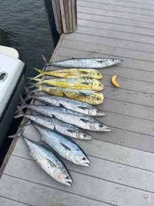 Mahi Mahi, wahoo, kingfish and bonito caught today