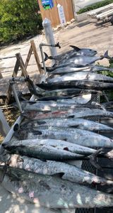 king fish and bonitos