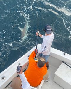 Caught an Atlantic Sharpnose Shark while fishing in FL
