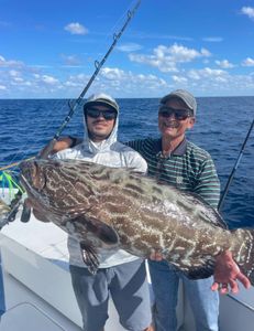 Black Grouper fish caught in FL