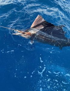 Fishing in FL