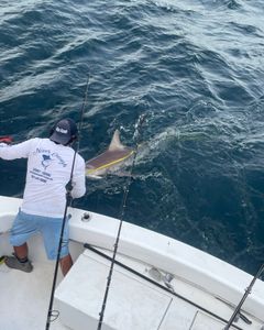 Sandbar shark caught while fishing in Pompano Beach