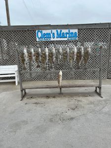 Corpus Christi Fishing Gems of Black Drums!