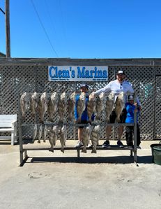 2 big fish caught in TX