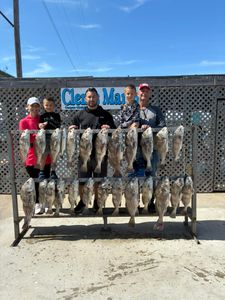 10 massive black drum caught fishing in TX