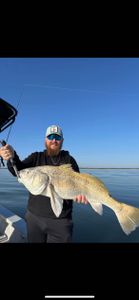 A photo of a 33-inch Black Drum caught while fishing in TX
