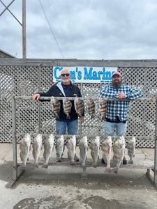 9 black drum fish caught in Corpus Christi