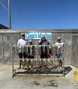 Multiple black drum fish displayed on cleaning rack at Clem's Marina in Corpus Christi TX
