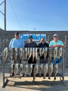 A school of 15 black drum fish caught in Corpus Christi