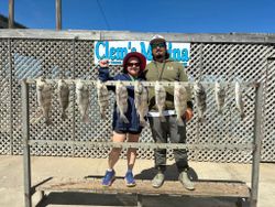 10 black drum and spotted weakfish caught in fishing trip in TX