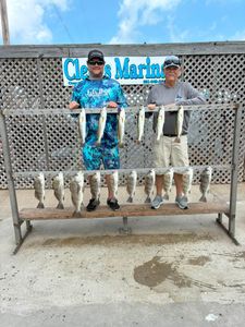 Fishing display showing speckled trout and black drum catch from Corpus Christi TX