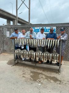 Fishing group displaying large catch of speckled trout and freshwater drum on cleaning station in Corpus Christi TX