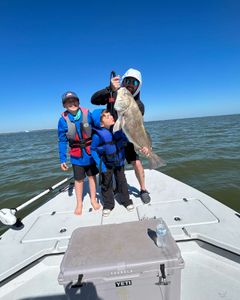 A massive black drum fish caught in TX