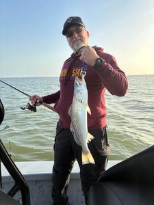 Spotted Weakfish, 20 inches, fishing in TX